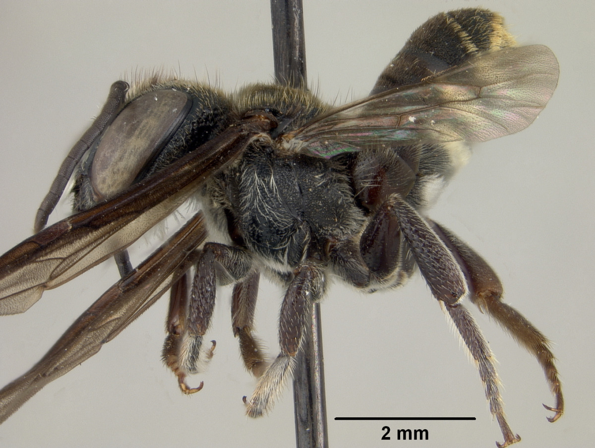 Megachile leucostomella image