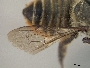 Megachile diligens image
