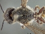 Megachile pugnata image