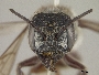 Megachile pugnata image