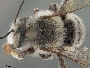 Megachile macneilli image