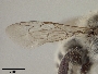 Megachile macneilli image