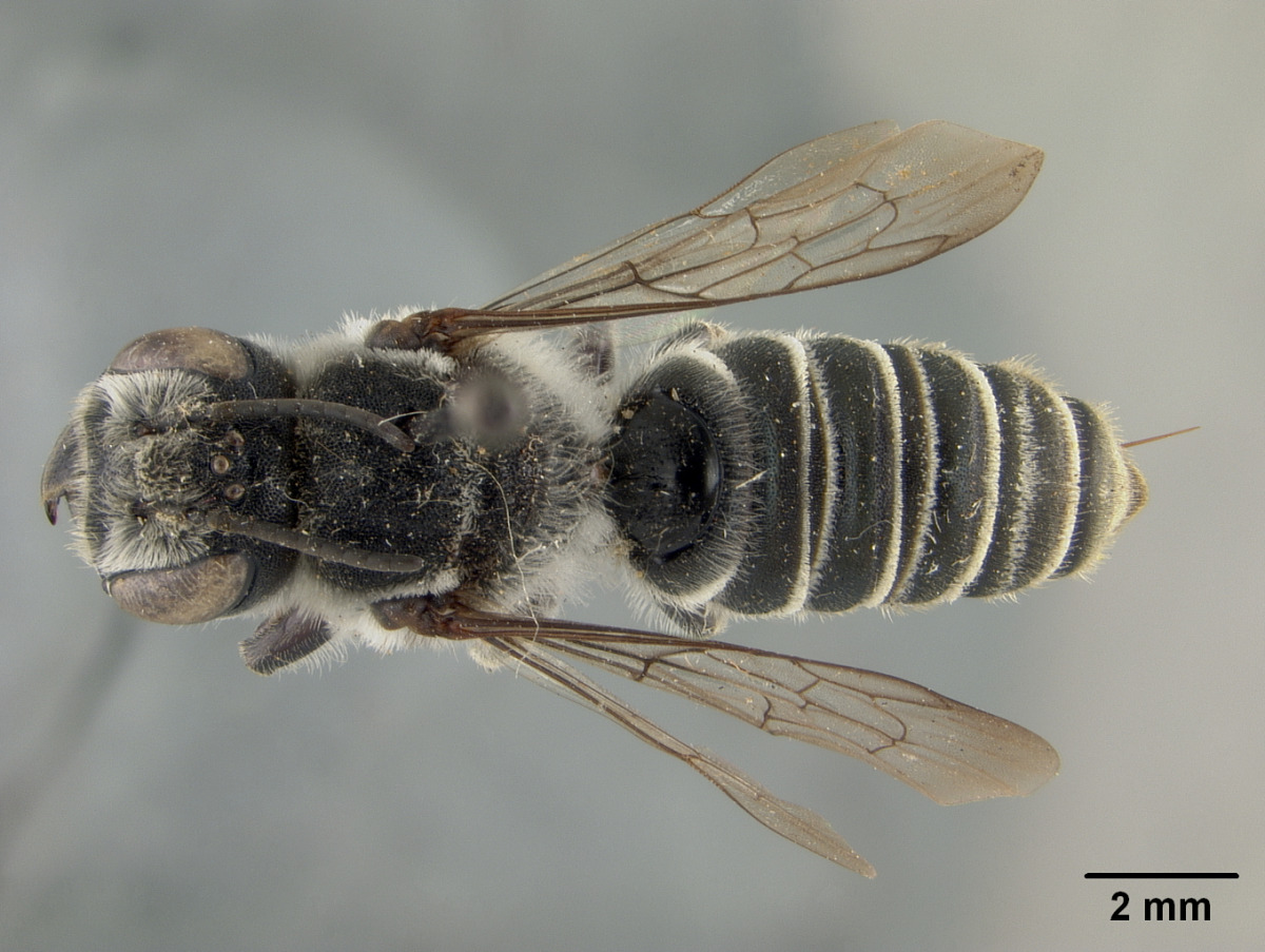 Megachile manni image