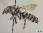 Megachile manni image