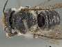 Megachile merrilli image