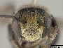 Megachile merrilli image