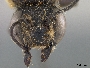 Megachile laticeps image