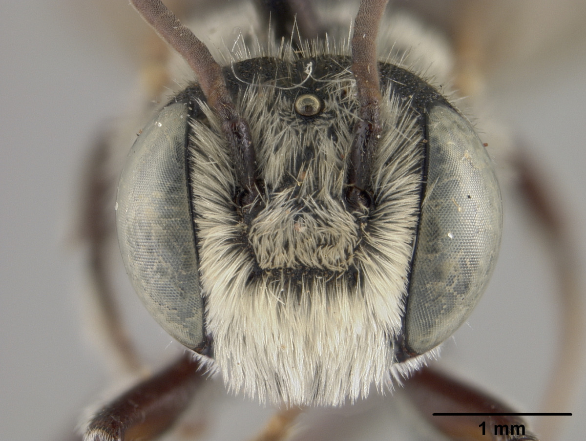 Megachile micrargyrea image