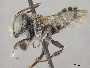 Megachile micrargyrea image