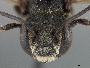 Megachile microdontura image