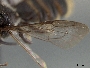 Megachile microdontura image