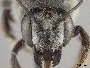 Megachile subnigra image
