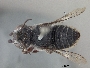 Image of Megachile gentilis