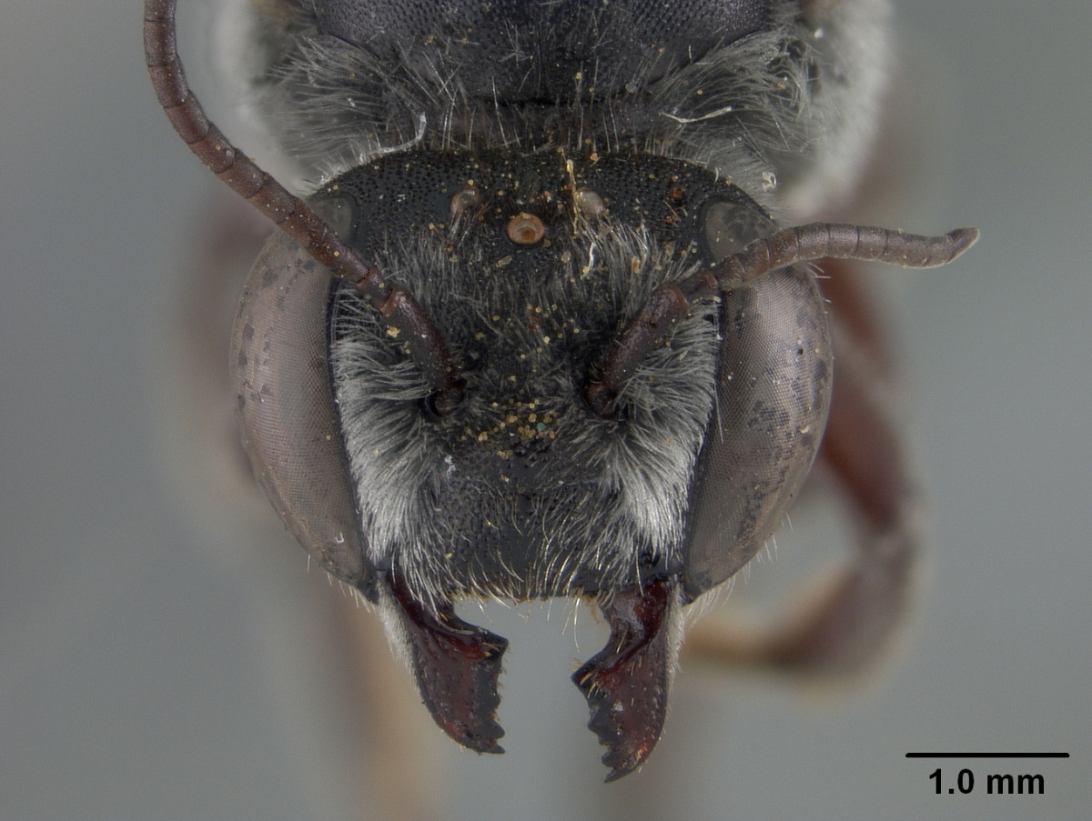 Megachile gentilis image