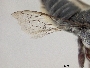 Megachile gentilis image