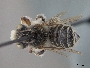 Megachile rubi image