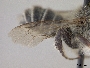 Megachile rubi image