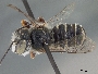 Megachile nematocera image
