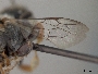 Megachile nematocera image