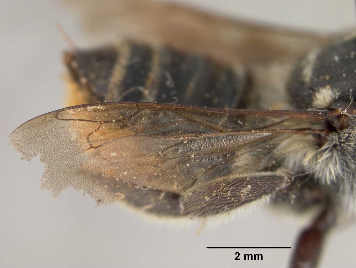 Megachile albitarsis image