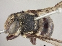Megachile simplicipes image