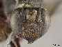 Megachile simplicipes image