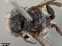 Megachile nigromixta image