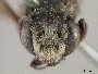 Megachile nigromixta image