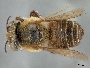 Megachile obliqua image
