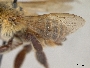 Megachile obliqua image