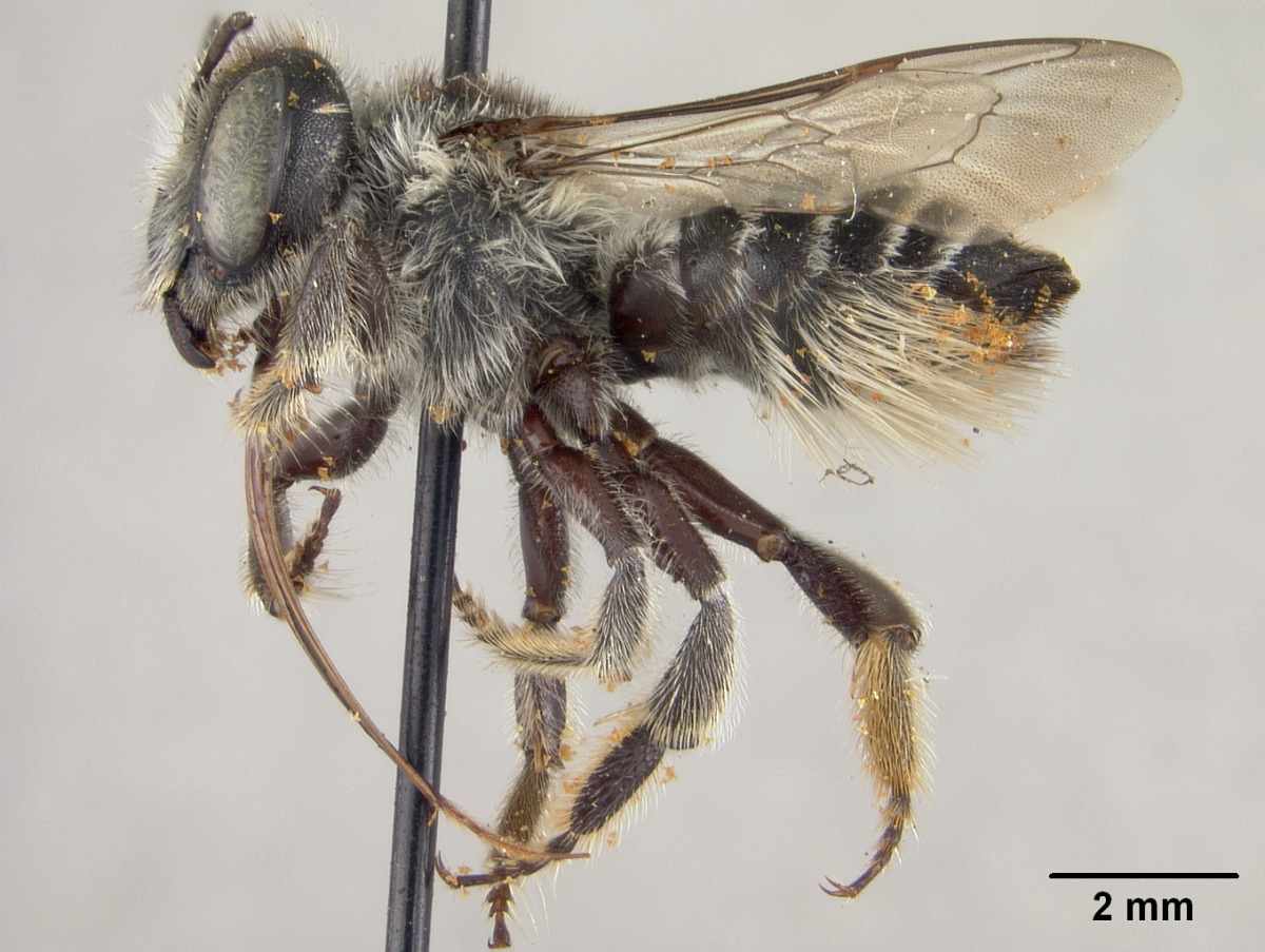Megachile oenotherae image