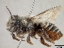 Megachile oslari image