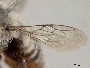 Megachile oslari image