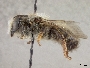 Megachile pamirensis image