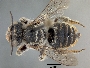Image of Megachile sabinensis