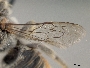 Megachile sabinensis image
