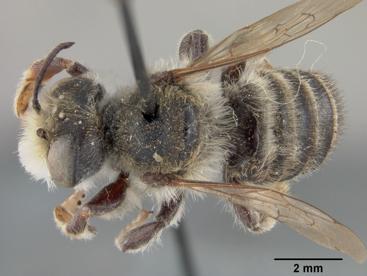 Megachile pascoensis image