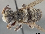 Megachile pascoensis image