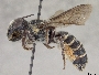 Megachile georgica image