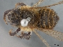Megachile setosa image