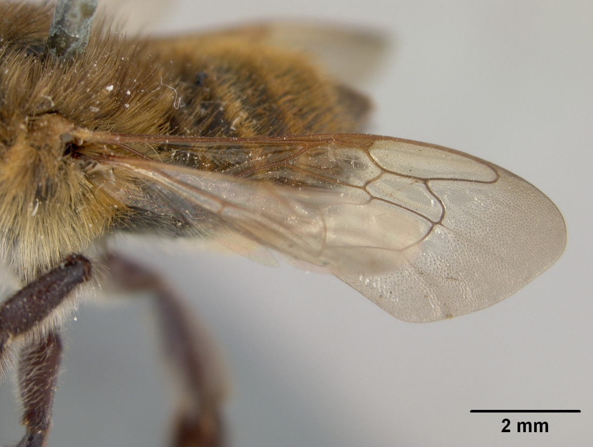 Megachile setosa image