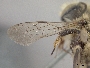 Megachile perihirta image