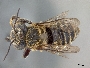 Megachile perochracea image
