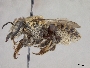 Megachile perochracea image