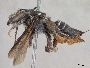 Megachile perpunctata image
