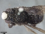 Megachile piurensis image