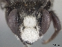 Megachile piurensis image