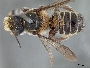 Megachile zaptlana image