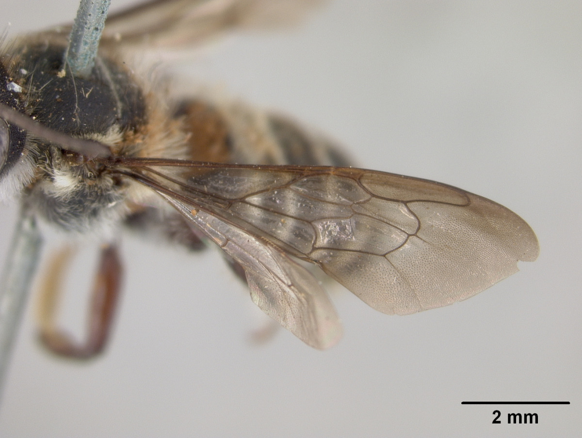 Megachile zaptlana image