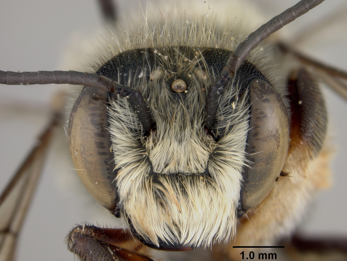 Megachile willughbiella image